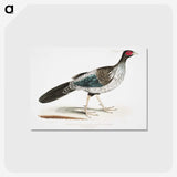 1-51_Indian-Zoology_postcard