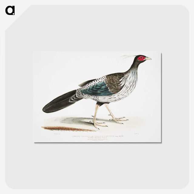 1-51_Indian-Zoology_postcard