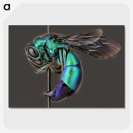 1-51_Insects-Unlocked-Project_picture-crop