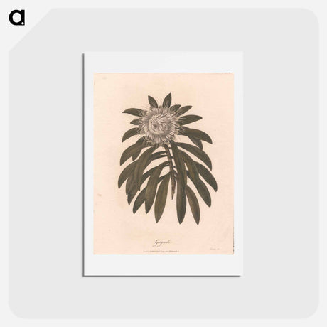 アートポストカード-Gaguedi
 - ジェームス ヒース Postcard.