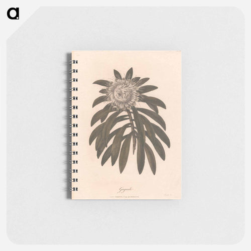 Gaguedi
 - ジェームス ヒース Memo.