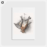 アートポストカード-Two dead birds - ジャン ベルナール Postcard.