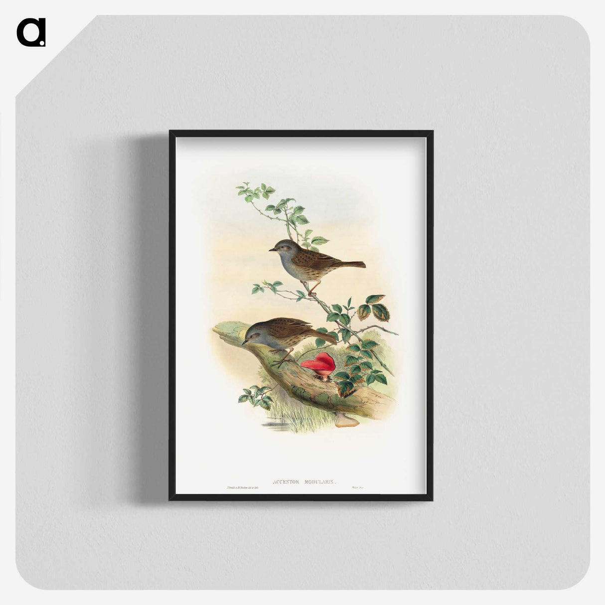 1-51_John-Gould_blk-crop