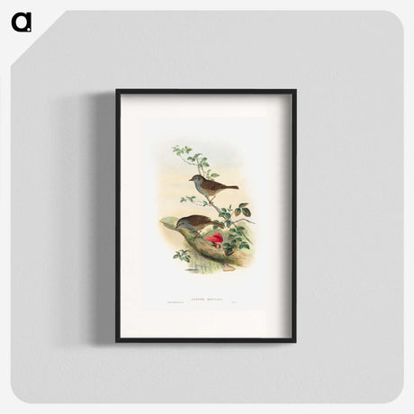 1-51_John-Gould_blk