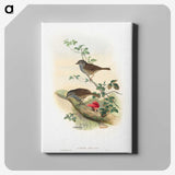 1-51_John-Gould_canvas