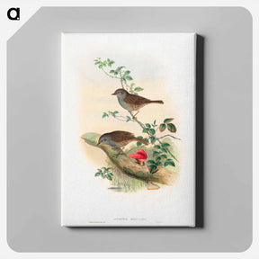アートパネル-Dunnock
 - ジョン グールド Canvas.