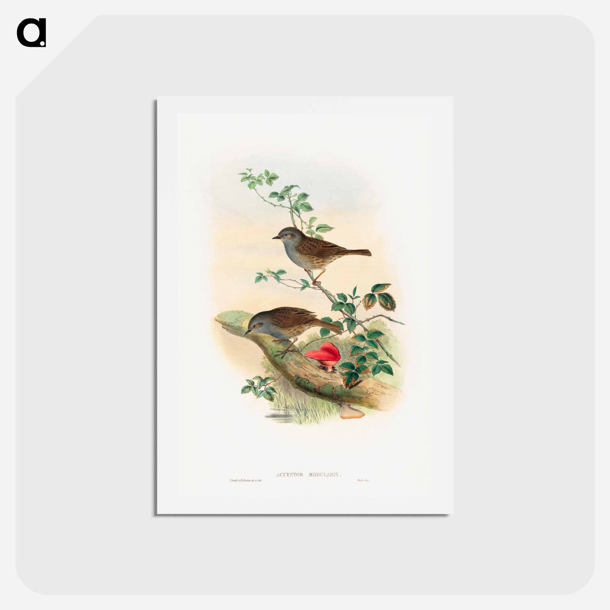 アートポストカード-Dunnock
 - ジョン グールド Postcard.