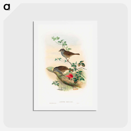 アートポストカード-Dunnock
 - ジョン グールド Postcard.