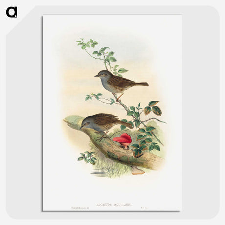 1-51_John-Gould_picture-crop