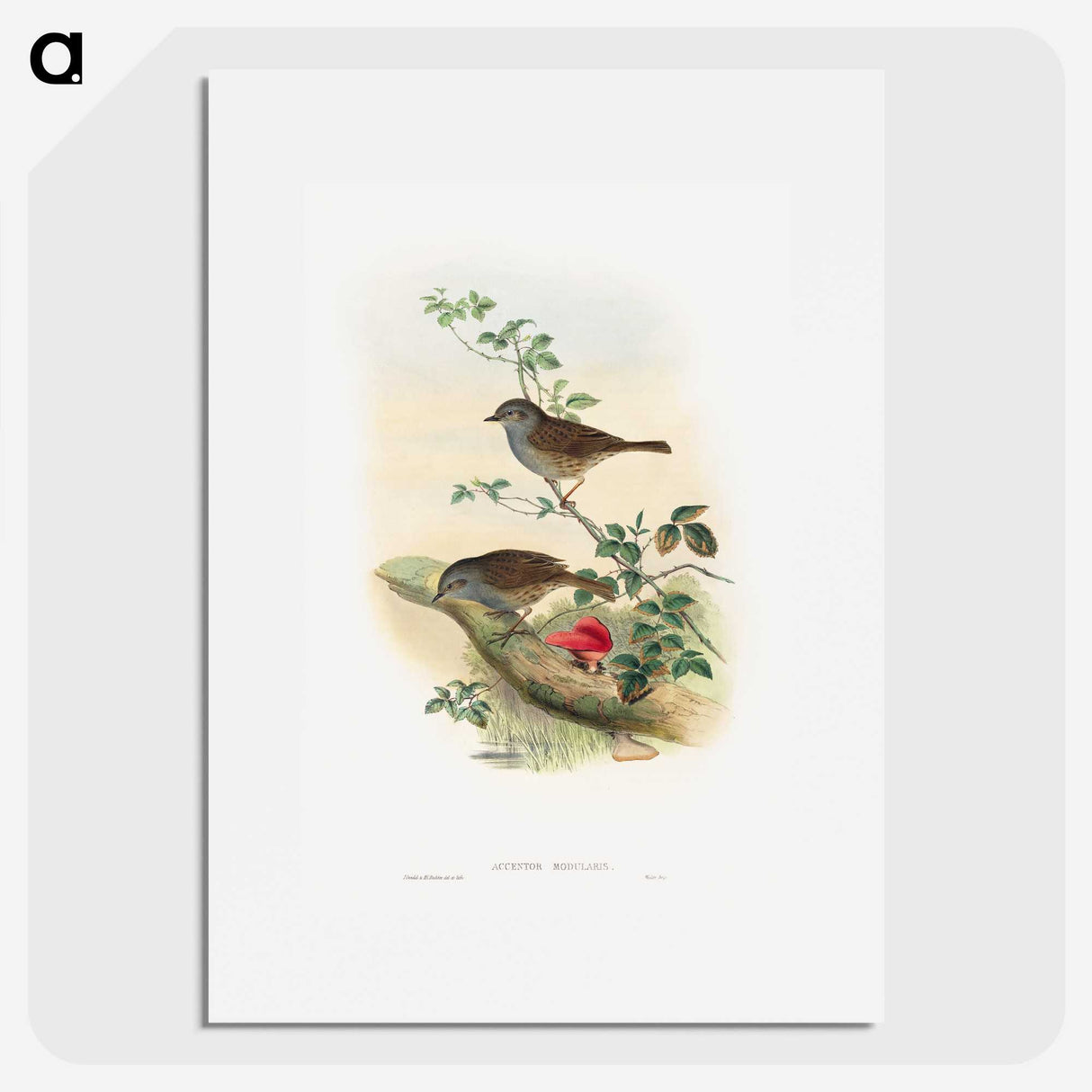 1-51_John-Gould_picture