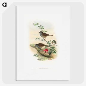 1-51_John-Gould_picture