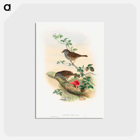 アートポストカード-Dunnock
 - ジョン グールド Postcard.