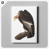 1-51_John-James-Audubon_canvas