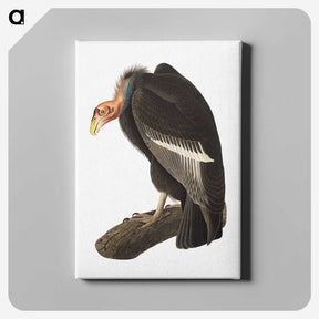 1-51_John-James-Audubon_canvas