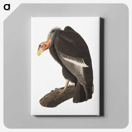 1-51_John-James-Audubon_canvas