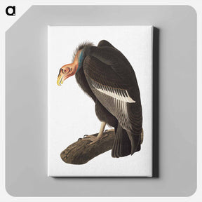 アートパネル-Californian Vulture
 - ジョン ジェームス オーデュボン Canvas.