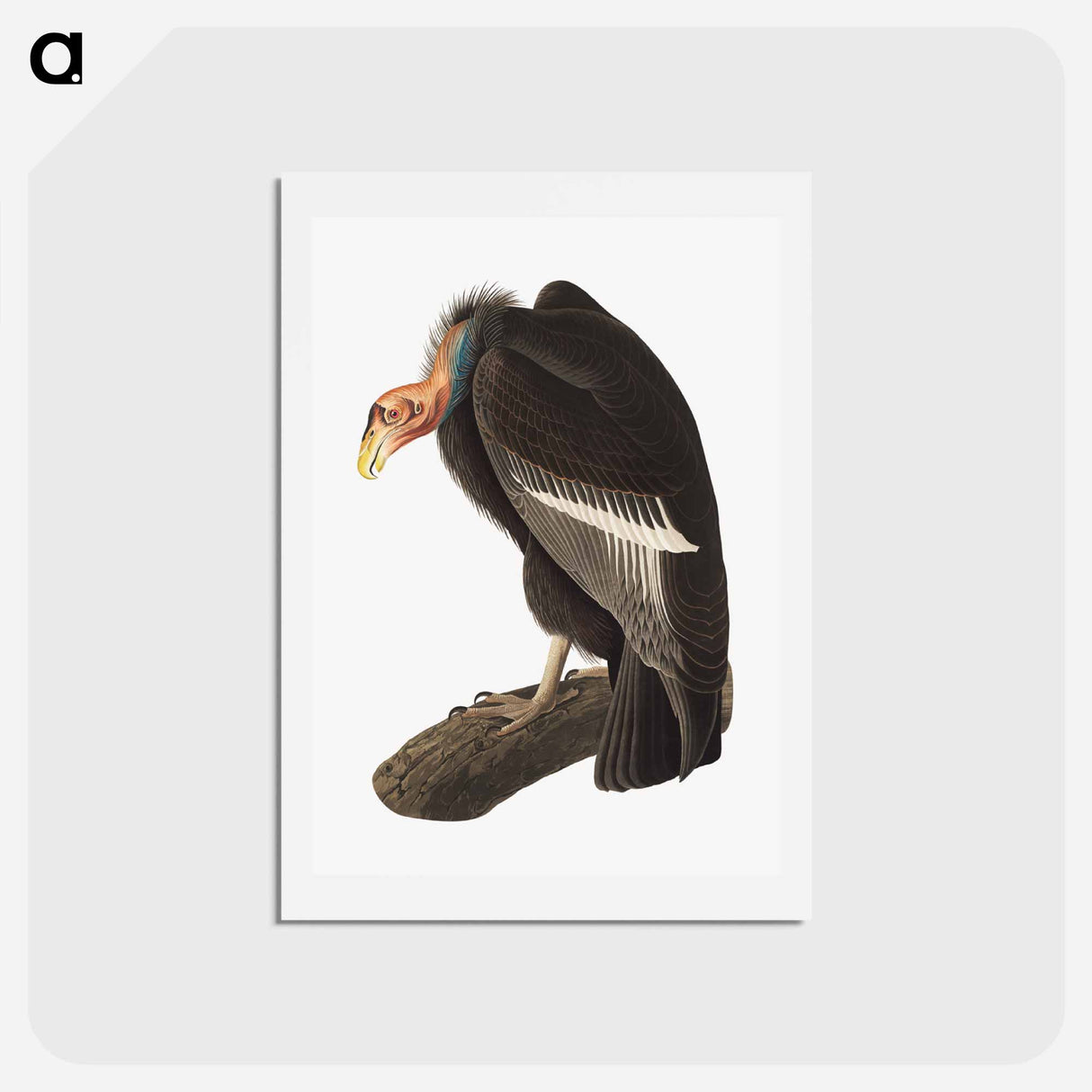 アートポストカード-Californian Vulture
 - ジョン ジェームス オーデュボン Postcard.
