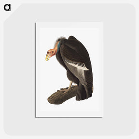 アートポストカード-Californian Vulture
 - ジョン ジェームス オーデュボン Postcard.