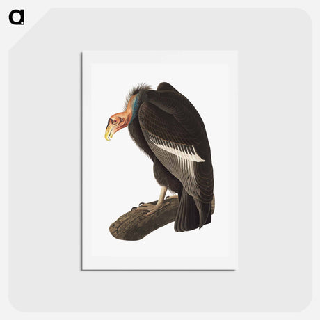 アートポストカード-Californian Vulture
 - ジョン ジェームス オーデュボン Postcard.