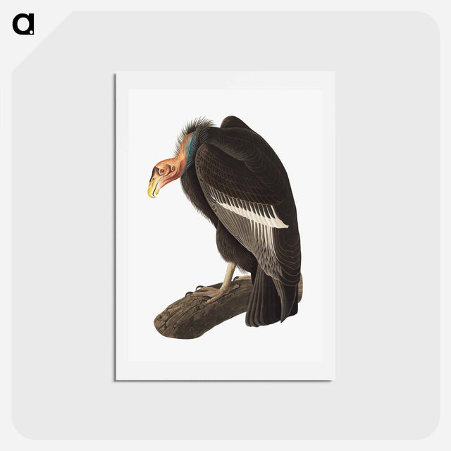 アートポストカード-Californian Vulture
 - ジョン ジェームス オーデュボン Postcard.