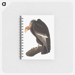 アートメモ帳-Californian Vulture
 - ジョン ジェームス オーデュボン Memo.
