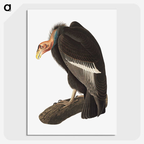 1-51_John-James-Audubon_picture-crop