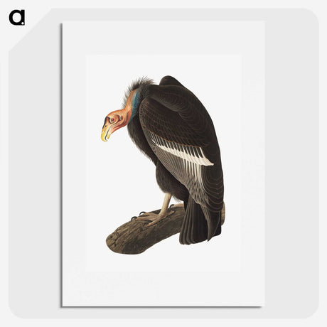 1-51_John-James-Audubon_picture