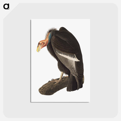 アートポストカード-Californian Vulture
 - ジョン ジェームス オーデュボン Postcard.