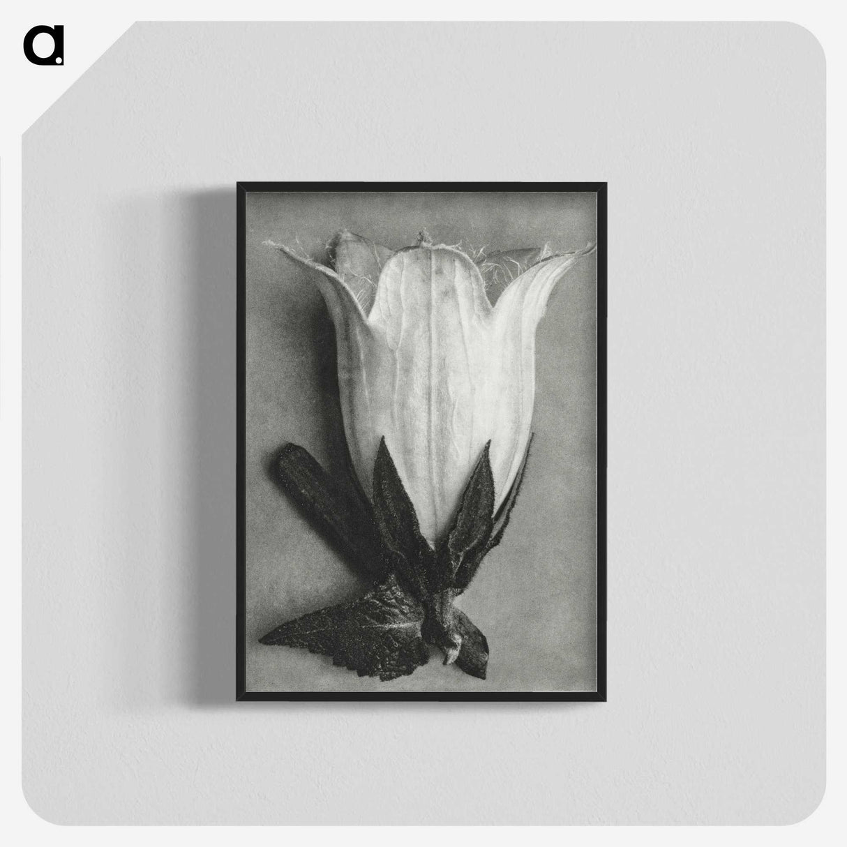 1-51_Karl-Blossfeldt_blk-crop