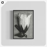 1-51_Karl-Blossfeldt_blk-crop