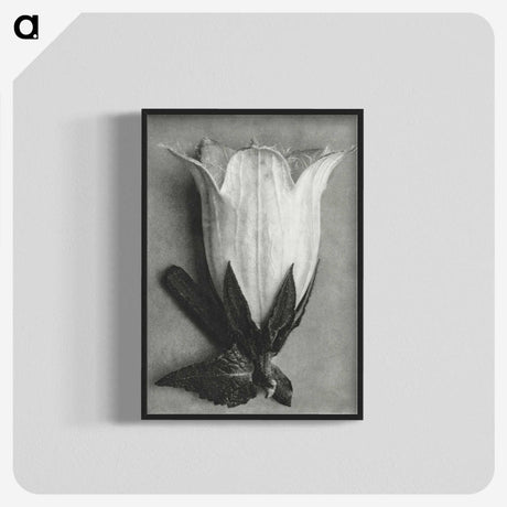 1-51_Karl-Blossfeldt_blk-crop