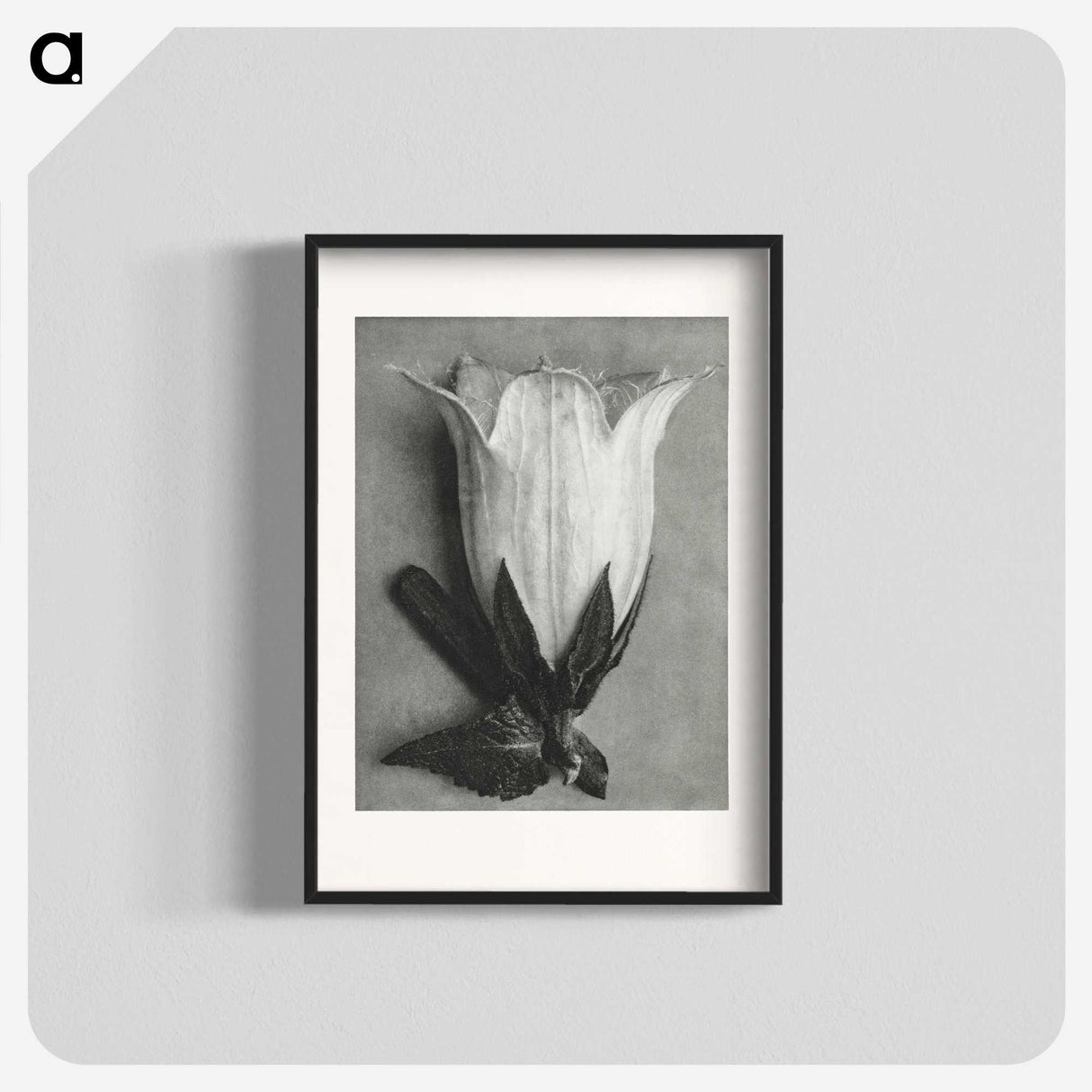1-51_Karl-Blossfeldt_blk
