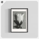 1-51_Karl-Blossfeldt_blk