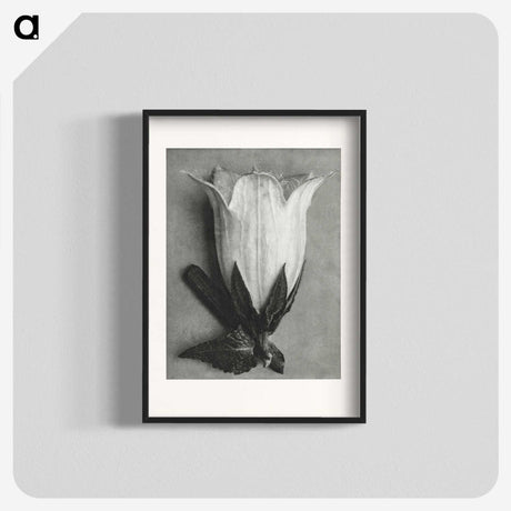 1-51_Karl-Blossfeldt_blk