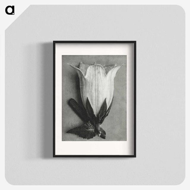 1-51_Karl-Blossfeldt_blk