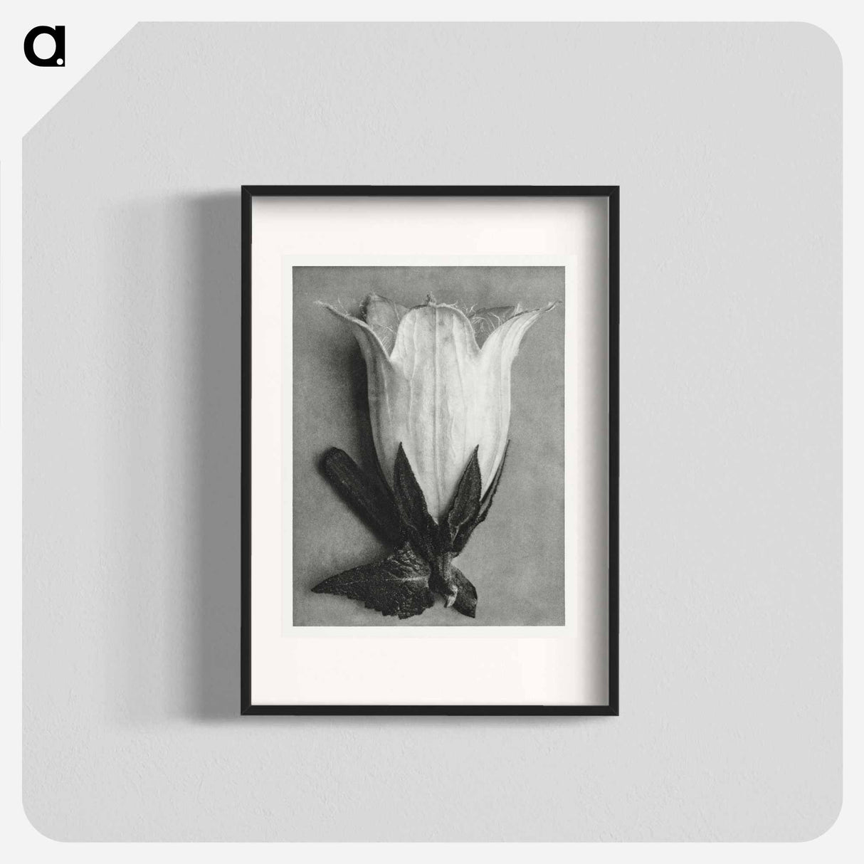 Campanula Alliariifolia - Karl Blossfeldt Poster.