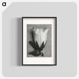 Campanula Alliariifolia - Karl Blossfeldt Poster.