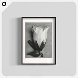アートポスター-Campanula Alliariifolia - カール ブロスフェルト Poster.