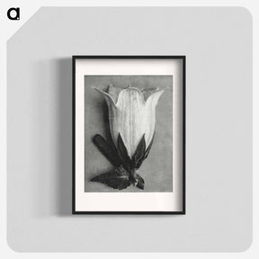 アートポスター-Campanula Alliariifolia - カール ブロスフェルト Poster.