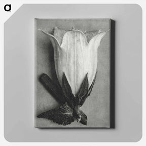 アートパネル-Campanula Alliariifolia - カール ブロスフェルト Canvas.