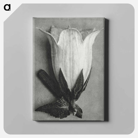 アートパネル-Campanula Alliariifolia - カール ブロスフェルト Canvas.