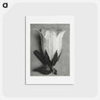 アートポストカード-Campanula Alliariifolia - カール ブロスフェルト Postcard.