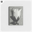 1-51_Karl-Blossfeldt_memo
