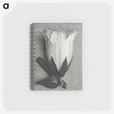 1-51_Karl-Blossfeldt_memo