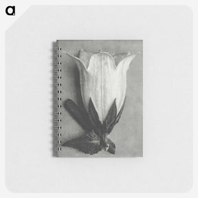 1-51_Karl-Blossfeldt_memo
