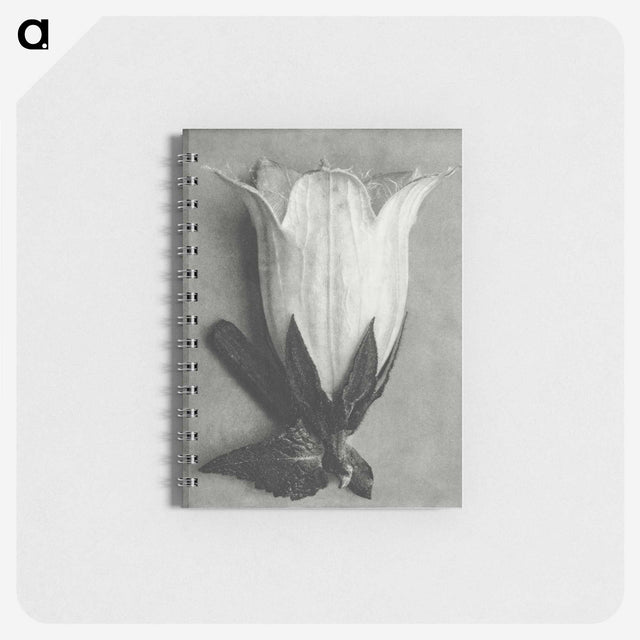 1-51_Karl-Blossfeldt_memo