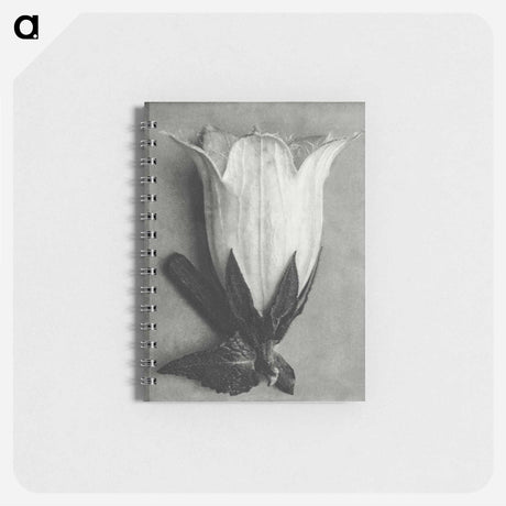 アートメモ帳-Campanula Alliariifolia - カール ブロスフェルト Memo.