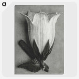 1-51_Karl-Blossfeldt_picture-crop