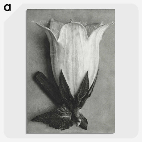 1-51_Karl-Blossfeldt_picture-crop