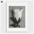 1-51_Karl-Blossfeldt_picture